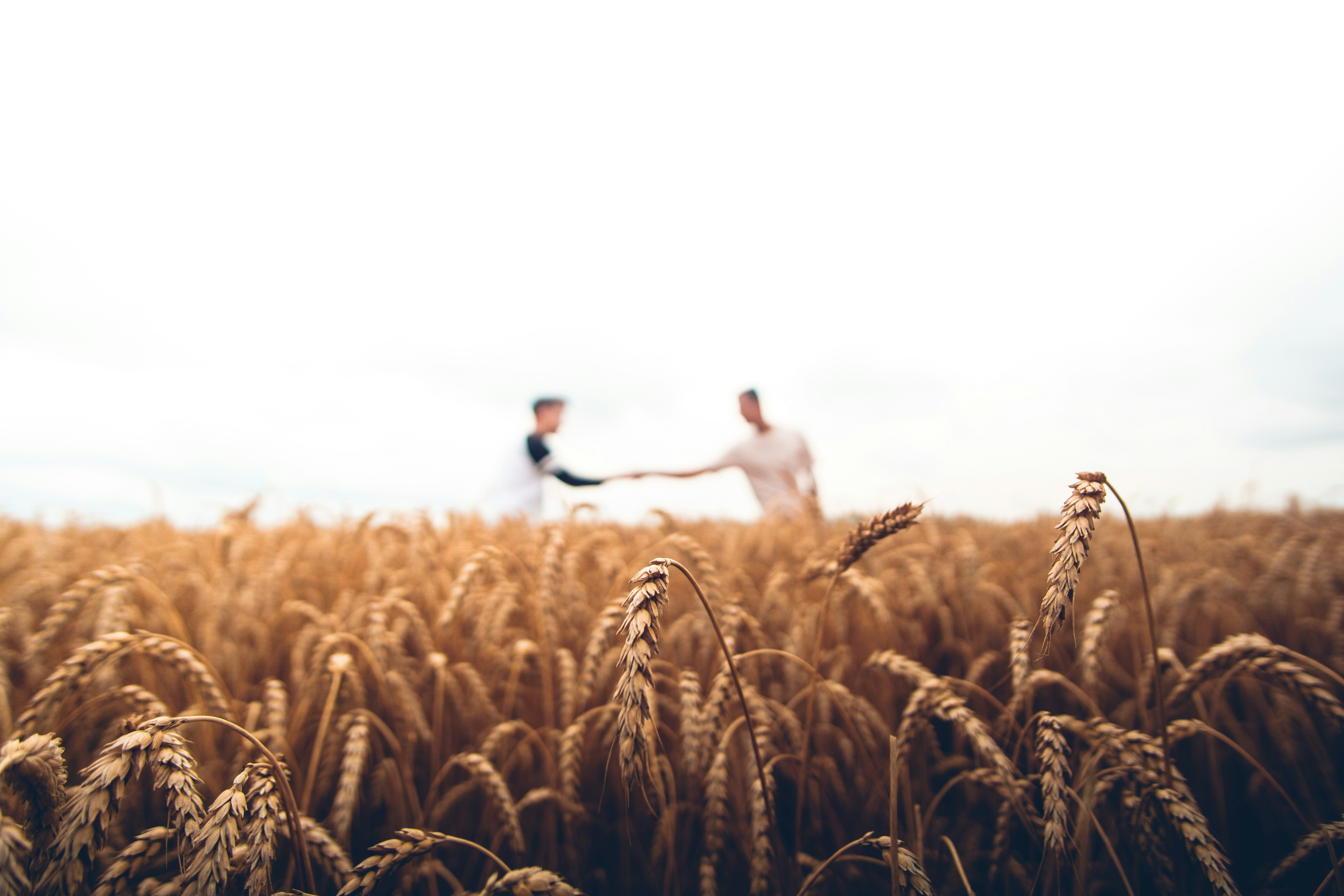 Agriculture product cleaning and packaging services by Khodal Krupa Enterprise